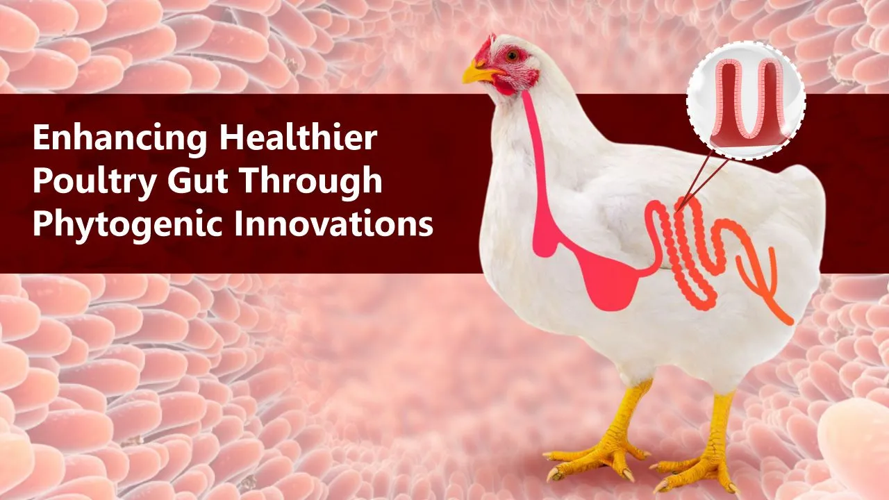 Enhancing Healthier Poultry Gut Through Phytogenic Innovations