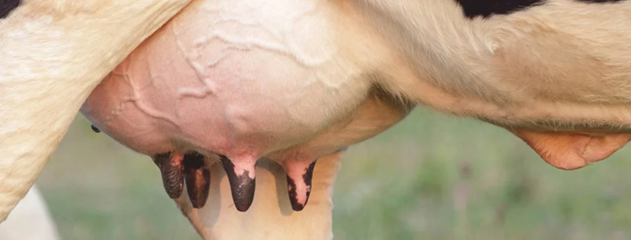 Herbal and Probiotic Supplements for Addressing Mastitis and Improving Udder Health in Dairy