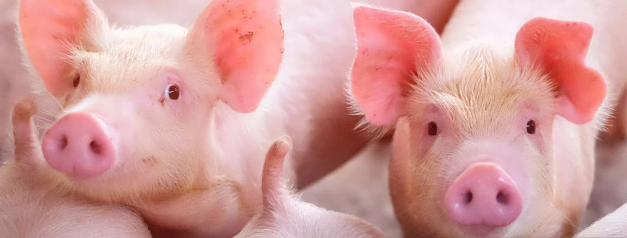 Encouraging lean pork production through promising herbal supplements