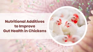 How to Improve Gut Health in Chickens Using Feed Additives