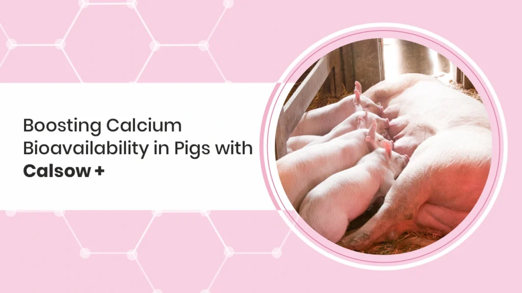 Boosting Calcium Bioavailability in Pigs with Calsow +