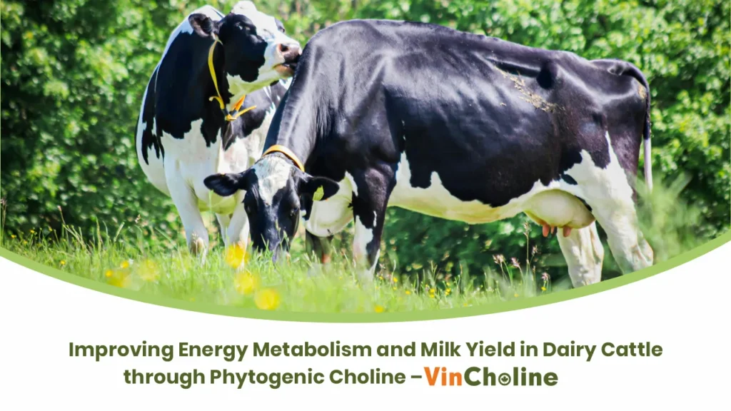 Improving Energy Metabolism and Milk Yield in Dairy Cattle through Phytogenic Choline – Vincholine