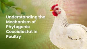Understanding the Mechanism of Phytogenic Coccidiostat in Poultry