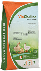 VINCHOLINE
