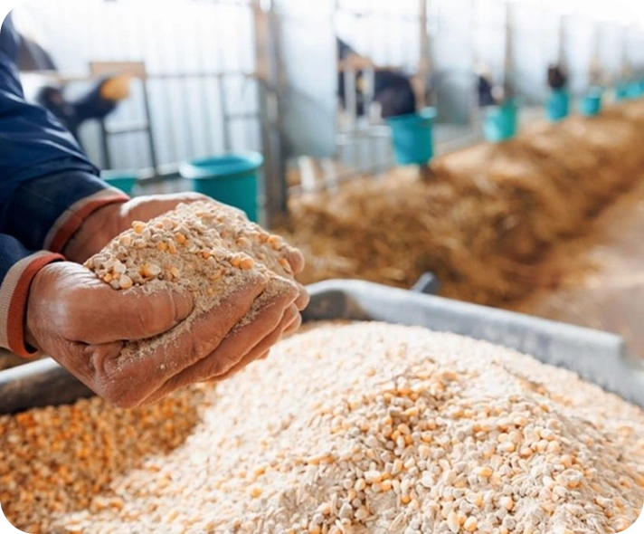 Poultry feed formulations