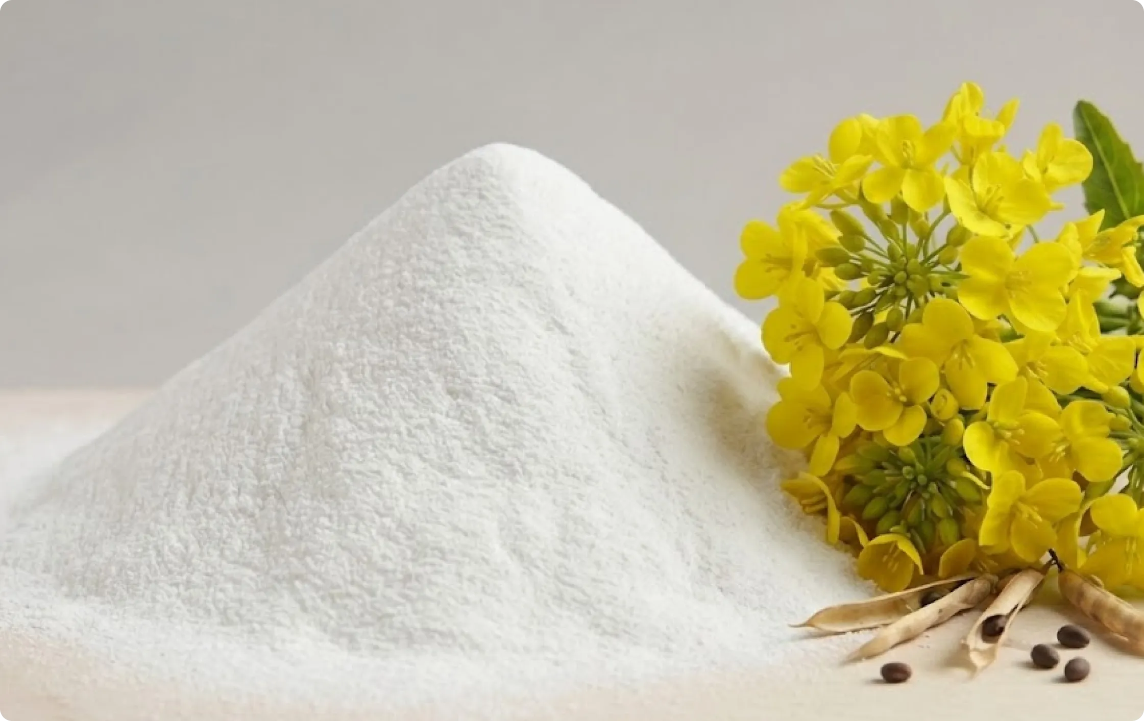 CANOLA FAT POWDER