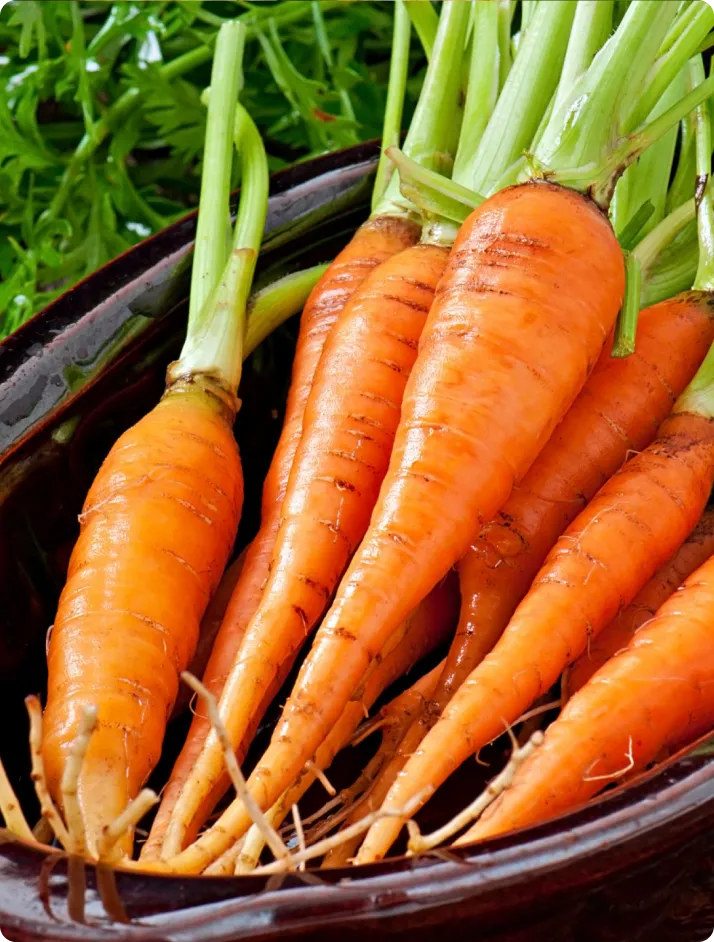 BETA CAROTENE
