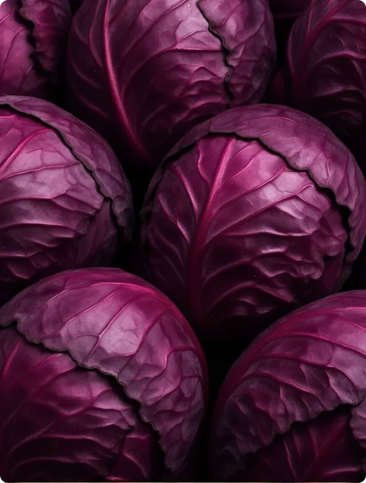 RED CABBAGE