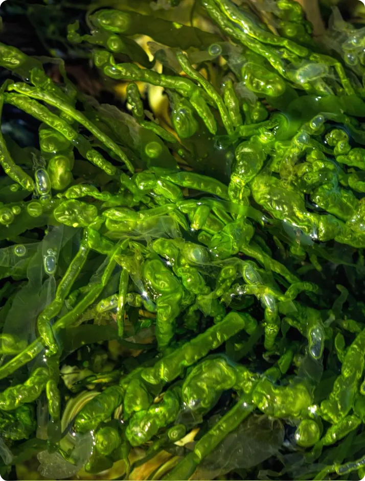 SPIRULINA BLUE
