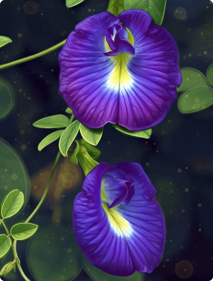 BUTTERFLY BLUE PEA