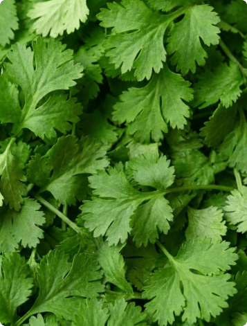 ECOFLAV CORIANDER POWDER