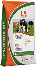 KIFAY Cattle