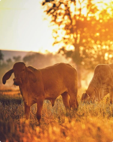 CATTLE/RUMINANTS
