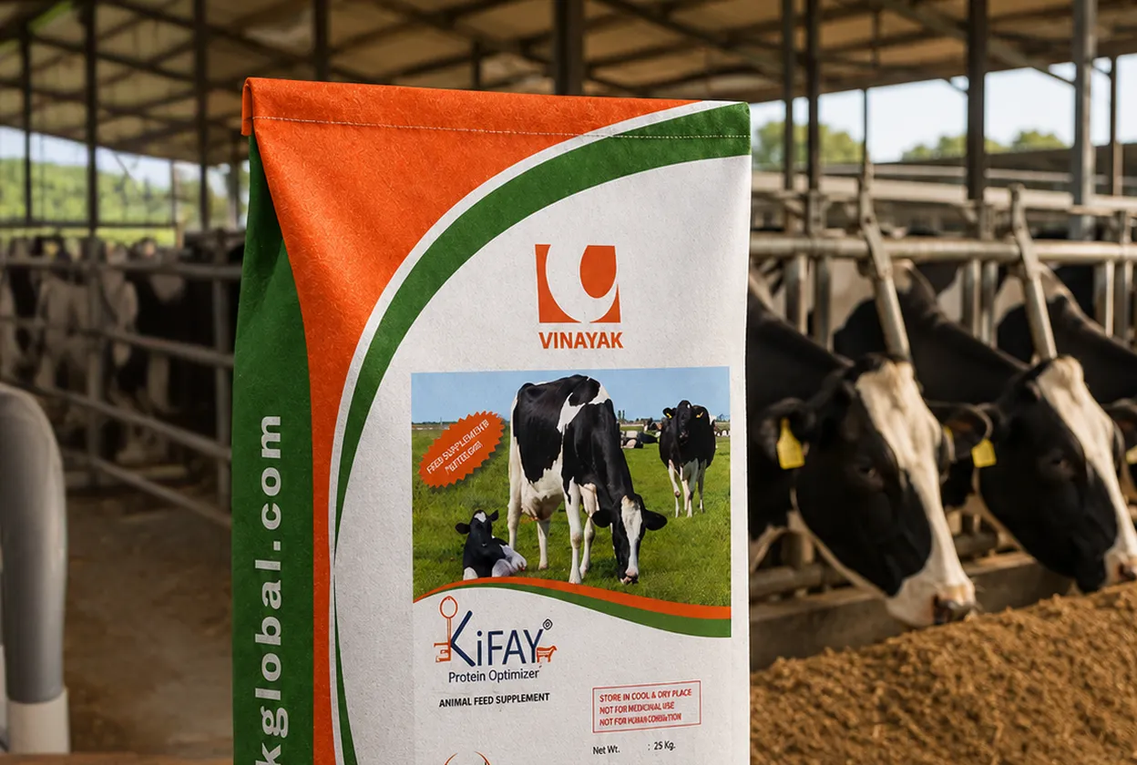 KIFAY Cattle