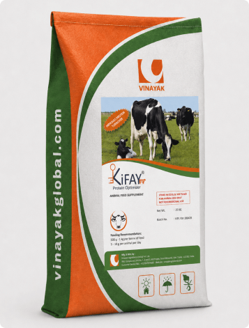 KIFAY Cattle