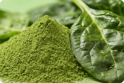 ECOFLAV SPINACH POWDER